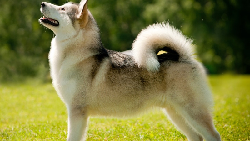 siberian, canine, black, animal mouth, adult, animals in the wild, nature, husky, white, profile view, no people, grass, animal, mouth open, focus on foreground