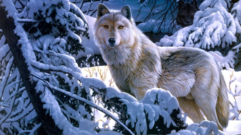 wolfdog, wolf, freezing, wildlife, fantasy art, winter, tree, 1080P, alaskan tundra wolf, painting, white wolf, snow
