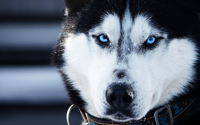 eyes, black, blue, dogs, photography, animals, 720P, alaskan, malamute, husky, blue eyes, white