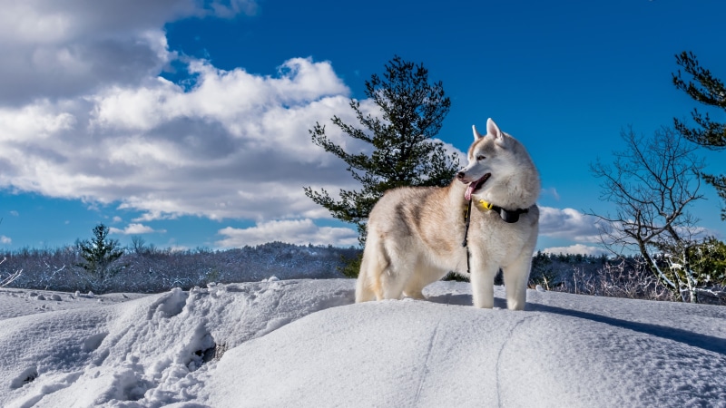8K, alaskan malamute dog image
