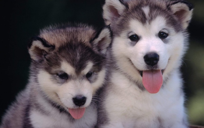 looking at camera, animal, sled dog, animal head, puppies, pets, alaskan, animal body part, portrait, dog, hd, domestic, pictures