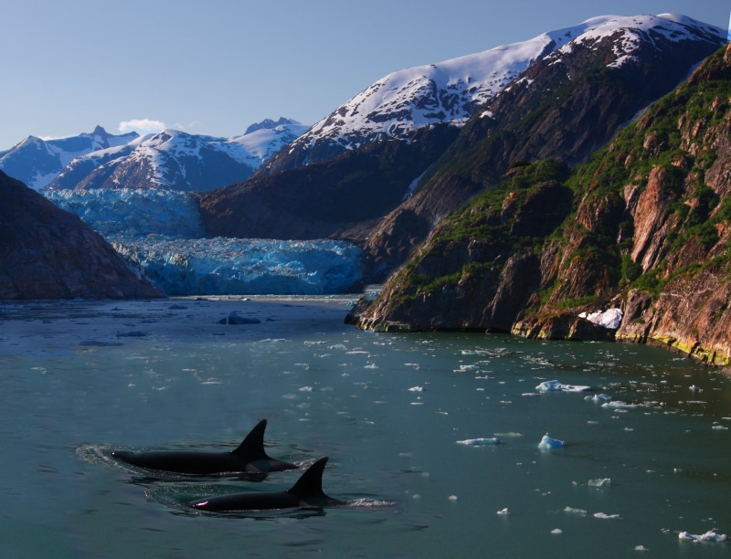 captive killer whales, whales, pic, icebergs, habitat, outdoors, conservation, two, killer, body of water, mountain, migration, in the wild, orcas, 2K