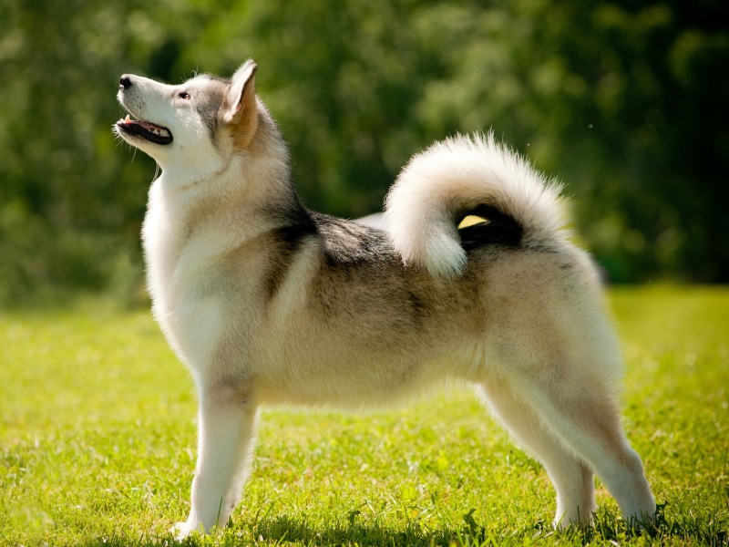 Malamute, Alaskan, Dog, 2K