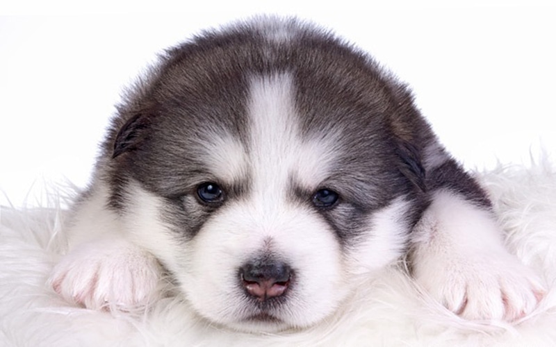 one animal, animal, animal eye, studio shot, puppy, malamute, hairstyle, pets, canine, portrait, mammal, animal themes, cute, close-up, young animal, hair