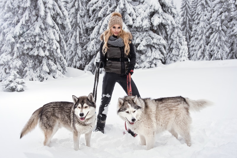 season, animal themes, females, two, caucasian Ethnicity, snow, canine, girl, blonde, beauty In Nature, domestic animals, malamutes, young Adult, fun, sled Dog
