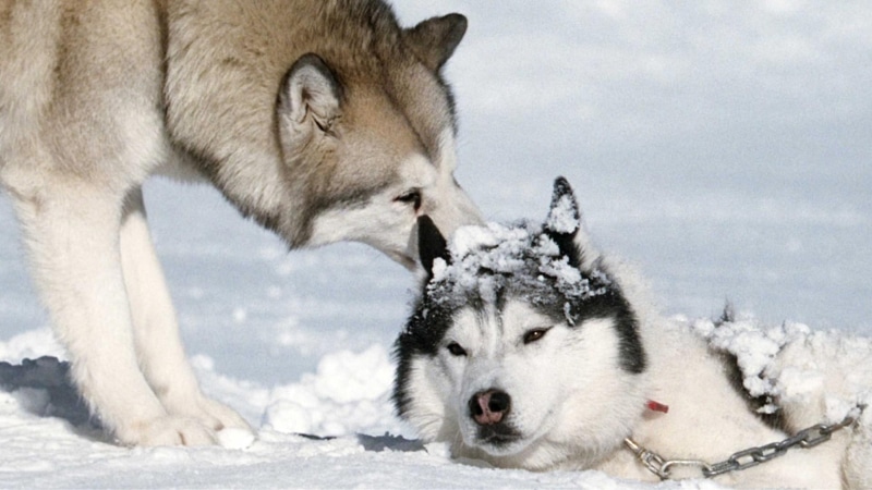 lovely, snow, can, 1080P, alaskan malamute, dogs, malamute, beautiful, siberian husky, help, husky, winter, friendly