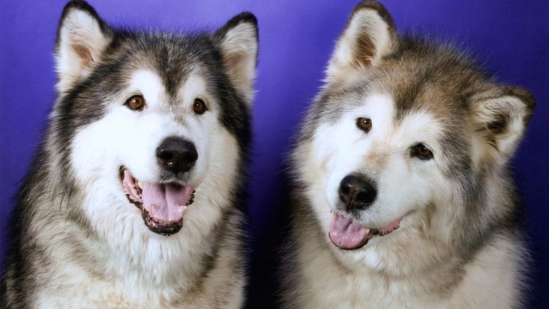 malamutes, wolf, animal, one Animal, white, friendship, border collie, alaskan, animal Tongue, looking, black Color, leisure, snout, siberian Husky, husky