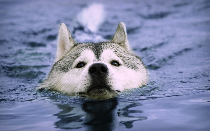 water, pets, 2K, muzzle, malamute, siberian, wolf, arctic, swimming, canine, beautiful, animal Eye, young Animal, husky, sea, portrait, dog, one Animal