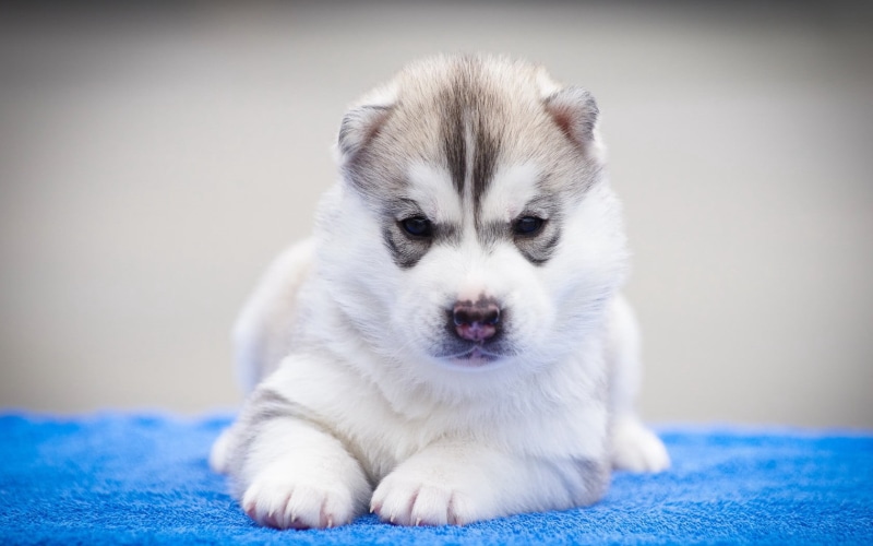 purebred Dog, sled Dog, animal, snout, dog, fun, siberian Husky, siberia, portrait, indoors, sitting, relaxation, blue, one animal, siberian, brown, animal head