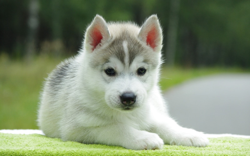 animal themes, animal Eye, young Animal, sled Dog, focus on foreground, fun, pomeranian, gray, nature, day, one Animal, white color, dog, arctic, puppy