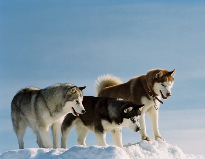 animal themes, anger, animal wildlife, aggression, snarling, nature, two animals, puppy, purebred Dog, walk, siberia, sled Dog, color, breed, three, cold - Temperature