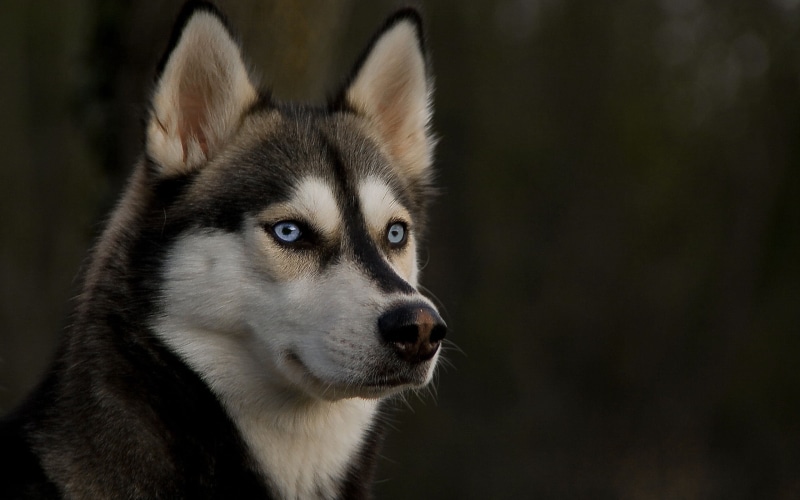 animals in the wild, animal Eye, young Animal, focus on foreground, muzzle, beautiful, snout, sled Dog, human Face, brown, black Color, animal body part