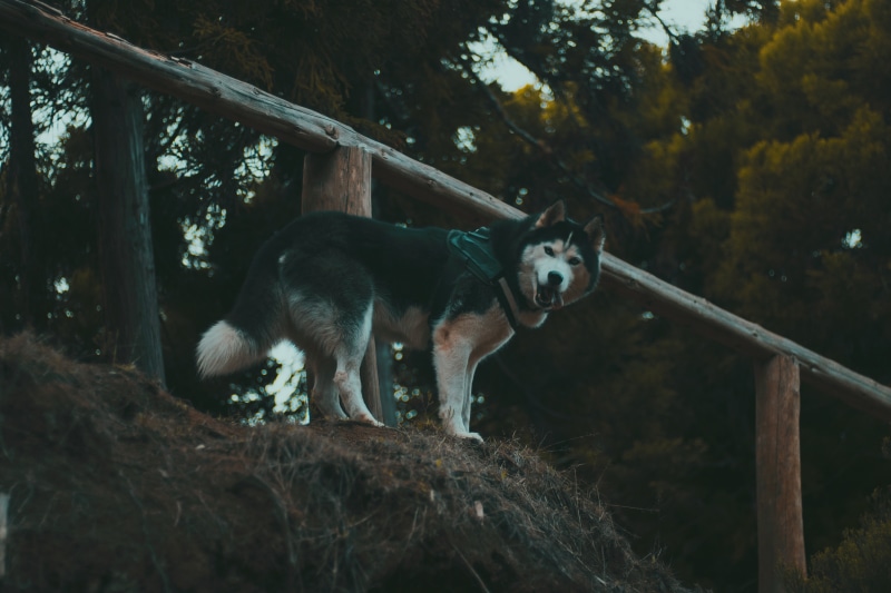 purebred Dog, dog, sled Dog, one Animal, running, nature, malamute, land, looking away, siberian Husky, canine, friendship, pets, domestic, stand, looking