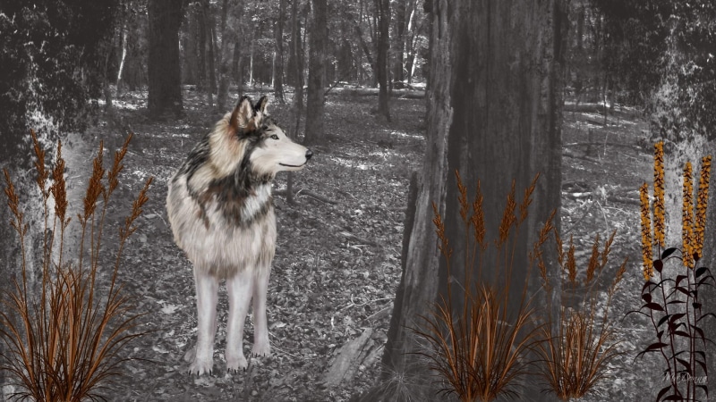 wolf, weeds, wild, painting, forest, tree, black, woods, alaskan, white, 3d and abstract, black and white, near, malamute, trees, 1080P