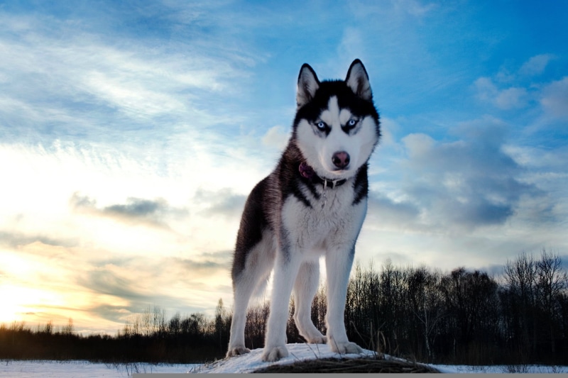 wolf, purebred Dog, sunset, sitting, no people, canine, vertebrate, arctic, obedience, siberian Husky, animal, blue, animal themes, domestic Animals, mammal