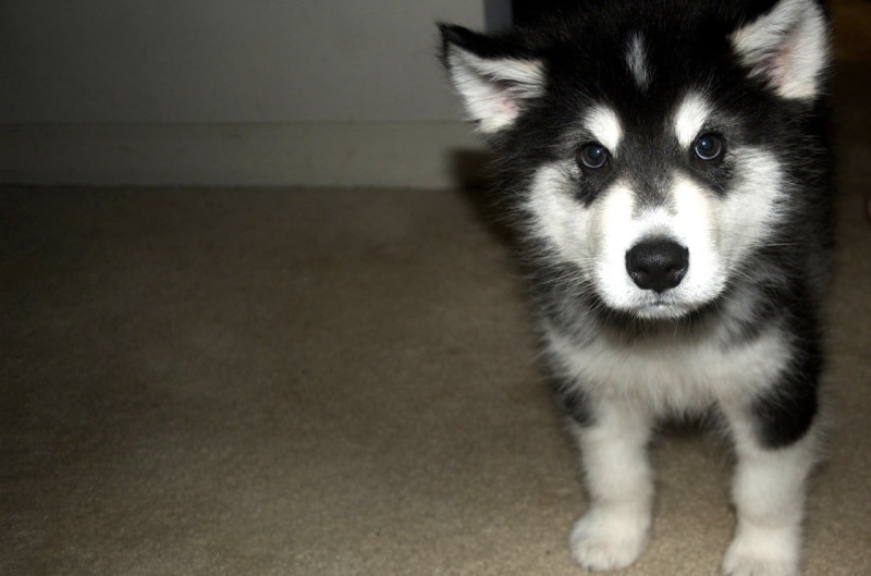 siberian, mammal, purebred dog, siberian husky, indoors, malamute, animal head, one animal, husky, sled dog, dogs, canine, animal themes, vertebrate, puppy