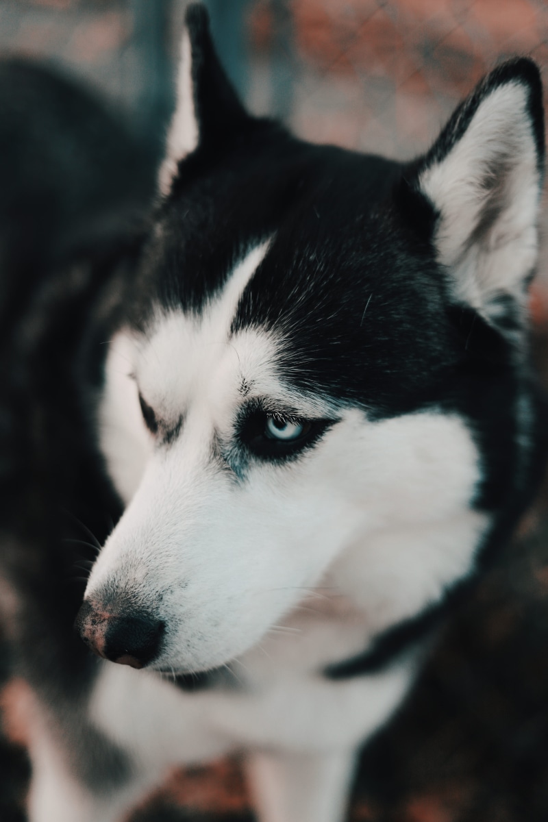 mammal, black, white, one animal, selective focus, animal body part, focus on foreground, dog, animal, snout, canine, pet, 813 mabelle st, moscow, pets
