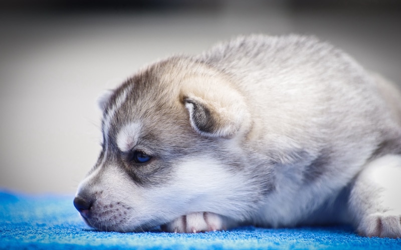backgrounds, indoors, siberia, wolf, lying down, small, 2K, pets, one animal, sled Dog, sitting, canine, purebred Dog, profile view, young Animal, no people