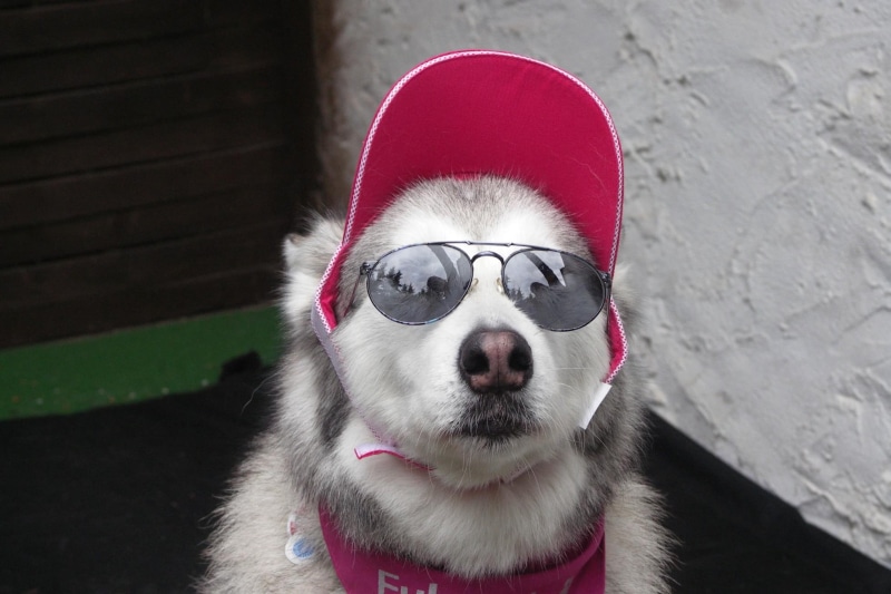 malamute, funny, dog, holiday, gray, good, animals, 1080P, cool, white, sunglasses, husky
