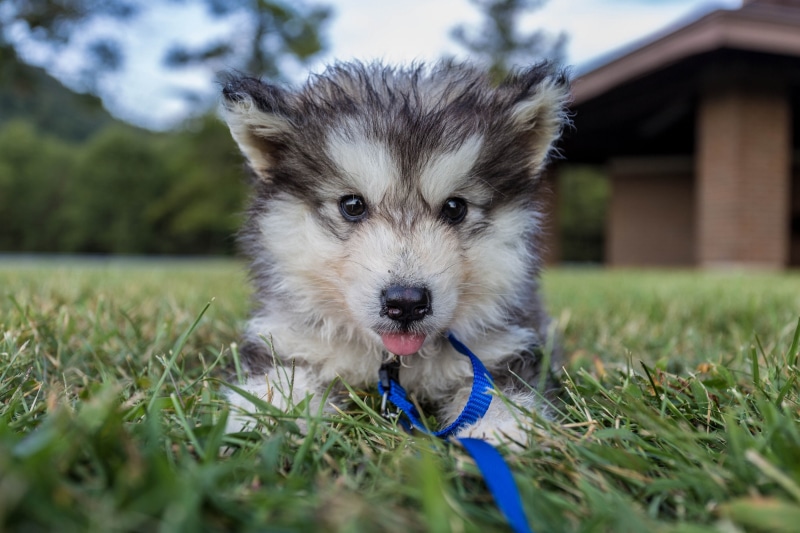 puppy, black, Malamute puppy, siberian, dog, 2K, white, husky, malamute