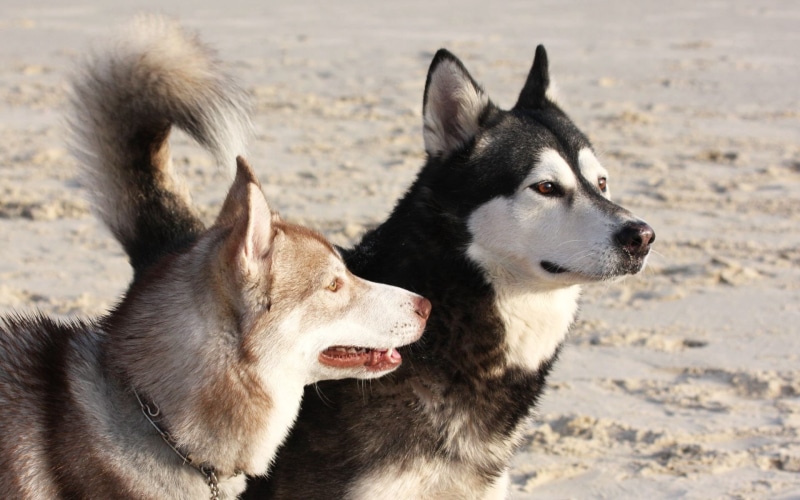 focus on foreground, brown, 1080P, malamute, animal, aggression, nature, portrait, beach, alaskan Culture, young Animal, black Color, mammal, mouth open