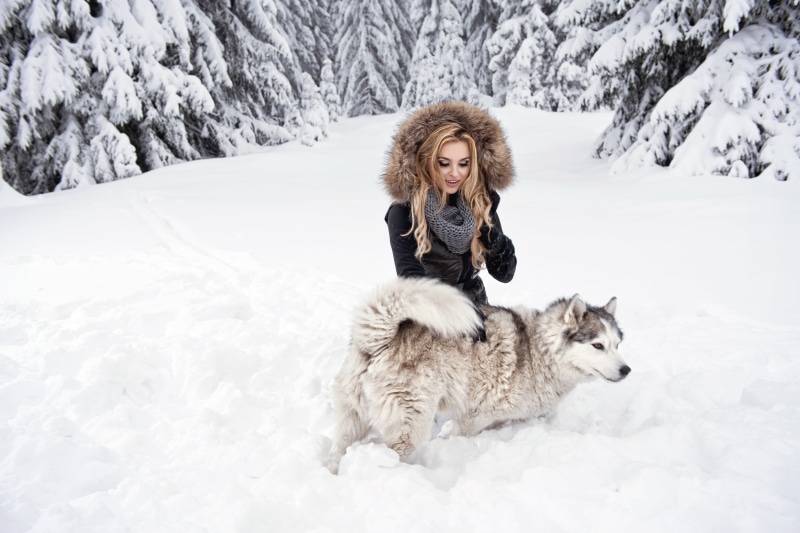 animal, beauty In Nature, caucasian Ethnicity, girl, people, white, animal themes, husky, beautiful, happiness, lifestyles, cold temperature, adult, domestic