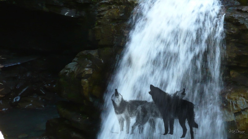 group, wolves, 3d and abstract, waterfall, howling, alaskan, mystical, malamutes, wolf, 1080P, widescreen, nature, firefox persona