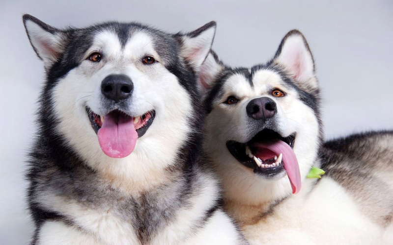alaskan, 4K, desktop, malamute, dogs