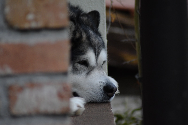 5K, alaskan-malamute, outdoors, pets, looking, close-up, domestic, animal body part, no people, relaxation, dog, malamute, mammal, domestic animals, focus on foreground