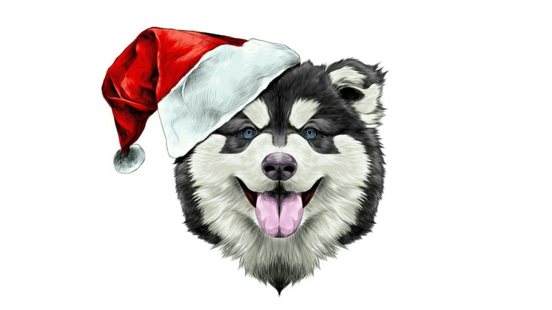christmas, alaskan malamute, hat, clothing, looking at camera, domestic, 1080P, studio shot, illustration, mammal, dog, no people, pets, indoors, animal