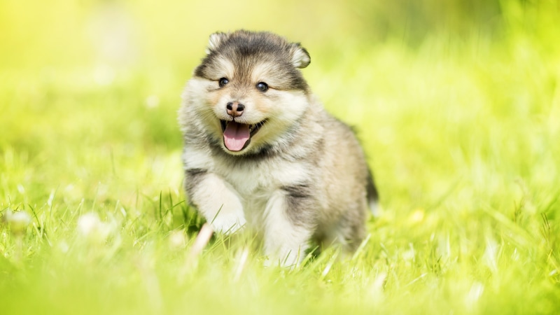 dog, cute, mammal, grass, puppy, dog breed, alaskan malamute, 4K, pet