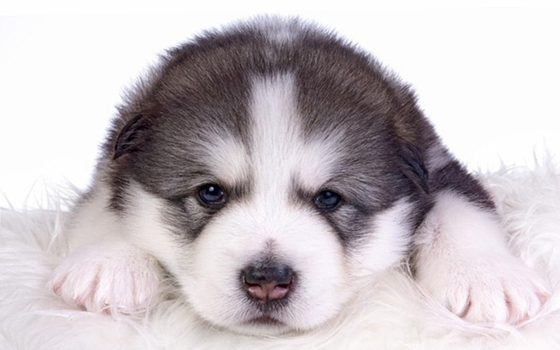 Dog, Puppy, Animal, 1080P, Dogs, Alaskan Malamute, Cute