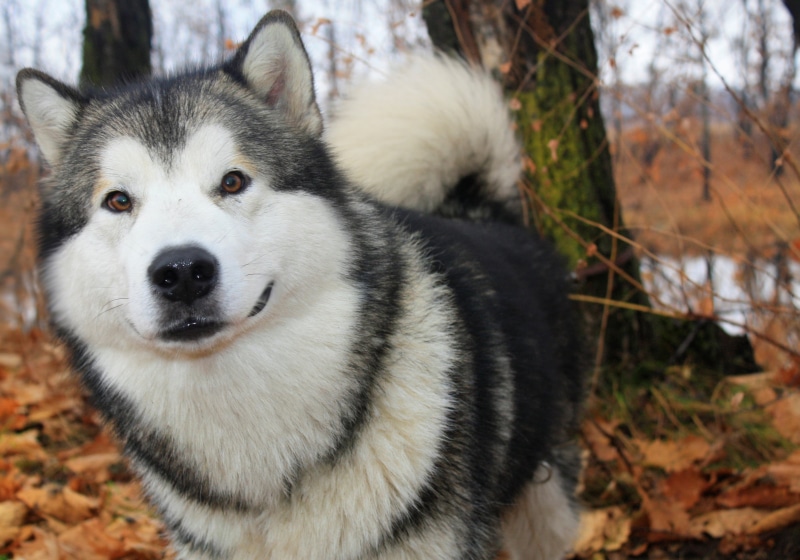 Alaskan Malamute, animal, one Animal, black Color, focus on foreground, day, young Animal, pets, animal head, looking, brown, alaskan Culture, siberian Husky