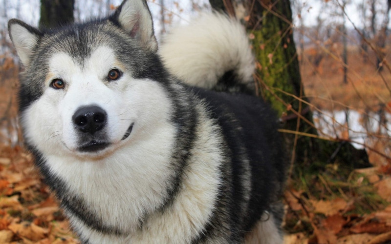 animal Eye, domestic, pets, land, focus on foreground, nature, day, brown, animal, fur, dog, beautiful, sitting, autumn, cute, white, husky, alaskan Culture