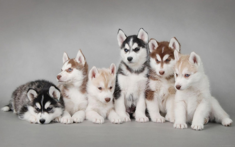 puppies, siberian, 1080P, puppy, animal, husky, cut, litter, dog