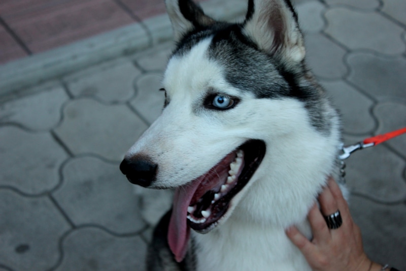 young Animal, sled Dog, snow, muzzle, white, animal Nose, dog, domestic, animal Head, vertebrate, black Color, adult, focus on foreground, eyes, animal body part