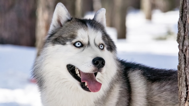 looking, beautiful, puppy, animal body part, white, outdoors, nature, cute, sled Dog, 1080P, domestic Animals, view, siberia, fur, portrait, animal, cold - Temperature