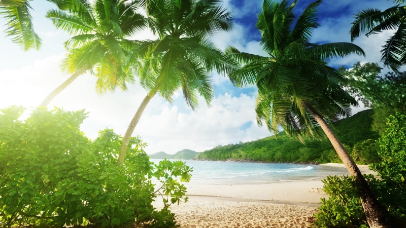 Tropical, Coast, plant, Trees, leafed, 4K, Palm, Beach, Sand, green, Clouds, Sea
