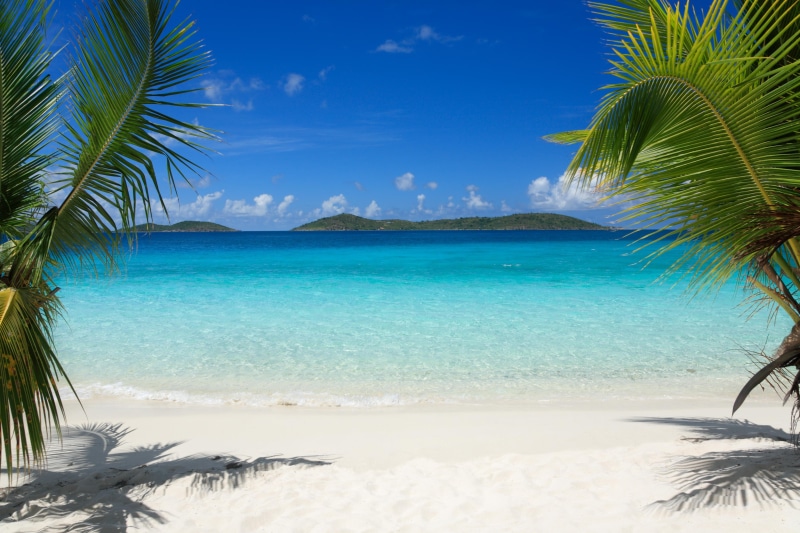 sand, beach, palm trees, tropics, 4K, trees, palm