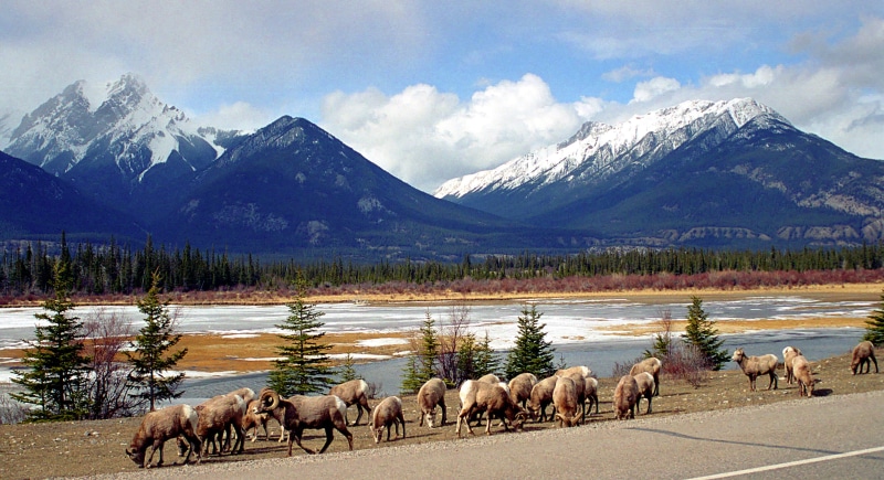 outdoors, animal, group, rams, bighorn, hwy 16, love nature, 2K, white clouds, jasper national park, blue sky, rocky mountains, rocky  mountains, big horn  sheep