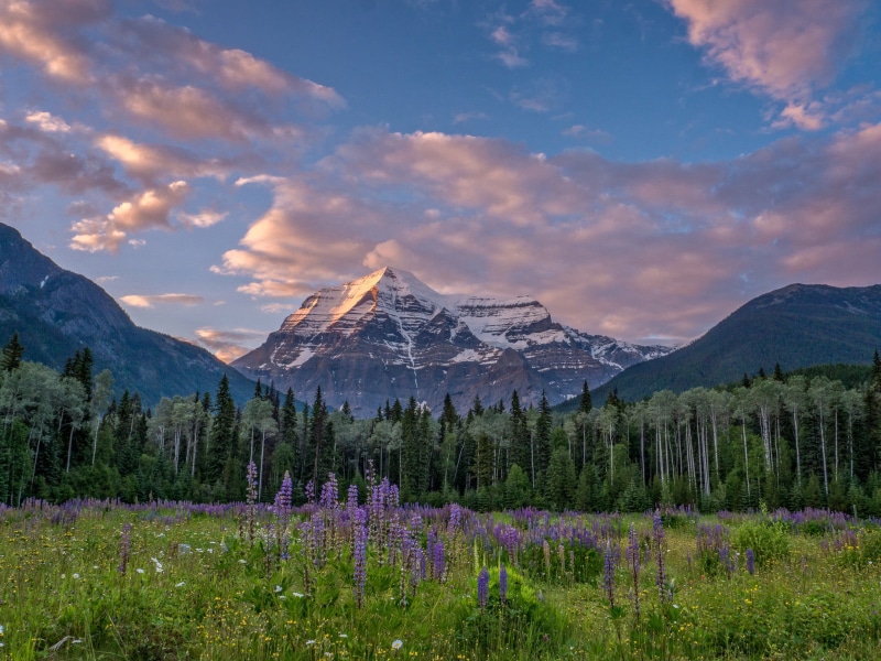 environment, flowers, flower, no people, meadow, land, tranquil scene, scenics - nature, cloud - sky, Canada, Canadian Rockies, British Columbia, sky, idyllic
