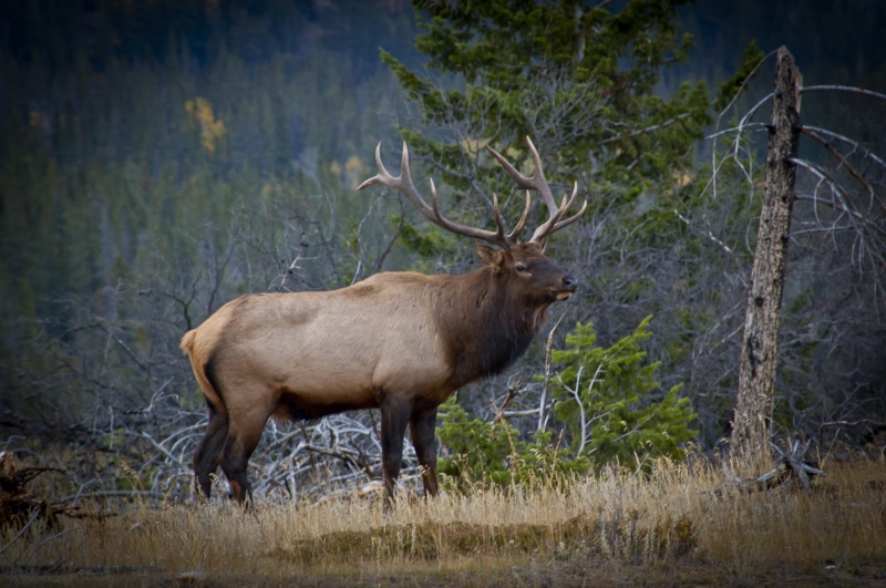 jasper, one animal, 2K, deer, outdoors, mammal, animals, animal wildlife, nature, vertebrate, standing, animal, land, antler, male, plant, animal themes