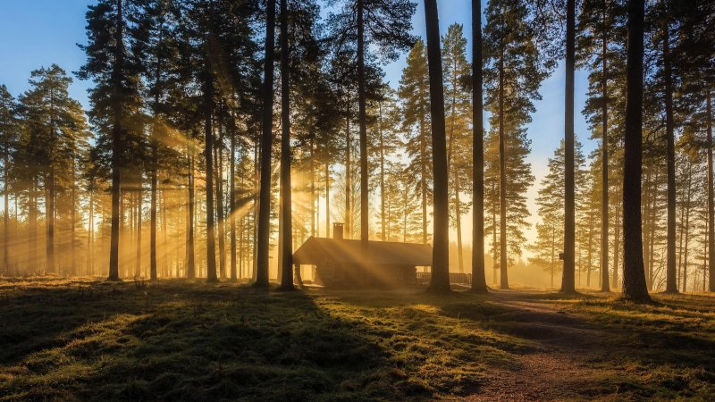 sunbeam, house, cabin, cottage, 4K, shack, hut, good morning, tree, pine forest, pines, forest, wood, log cabin, sunrise, morning