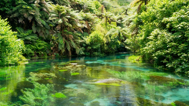 new zealand, waterfront, nature, 5K, growth, outdoors, tranquility, trees, green color, plant, tree, blue, ferns, scenics - nature, no people, lake, water