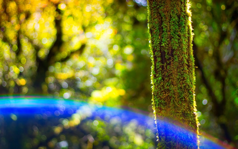 branch, land, sunlight, green color, growth, beauty in nature, no people, day, multi colored, trunk, environment, tree trunk, nature, bokeh, sun, focus on foreground
