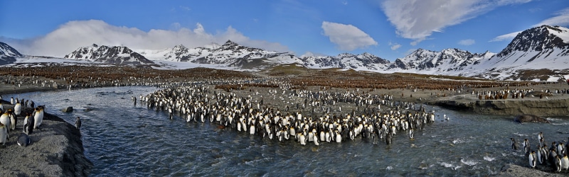 travel, birds, animal themes, snow, penguins, animals, landscape, lagoon, nature, animal wildlife, vertebrate, 4K, sky, polar climate, animal, environment