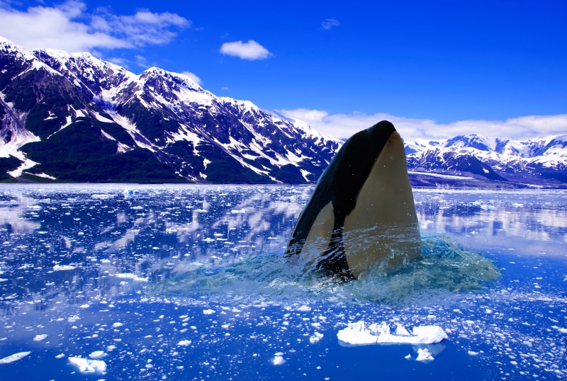 sea, beauty in nature, arctic, animal wildlife, breach, wildlife, killer, british, perform, cold, predator, cold temperature, landscape, washington, summer