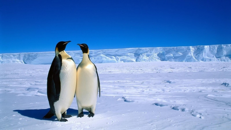 landscape, scenics - nature, beauty in nature, winter, cold temperature, white color, birds, 1080P, animals in the wild, animal wildlife, animals, outdoors