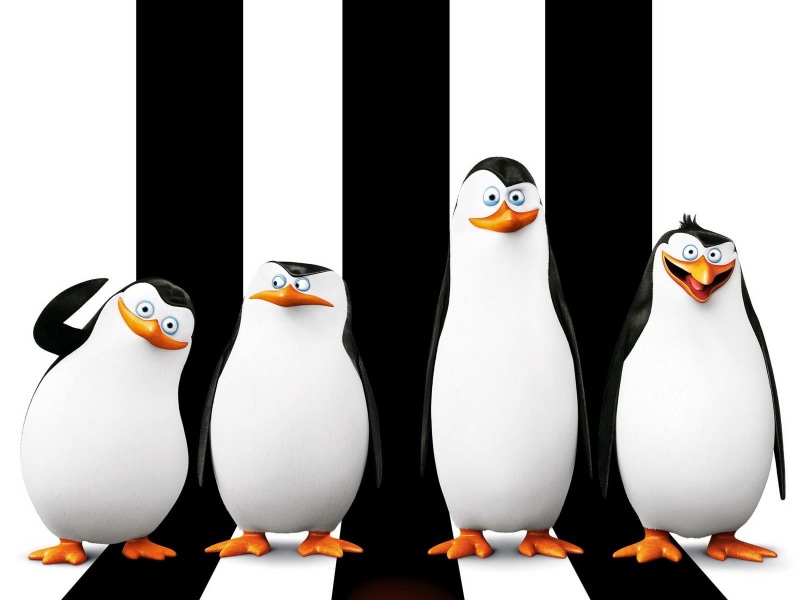 polar Climate, nature, penguin, skipper, animal, representation, studio shot, backgrounds, madagascar, group of objects, kowalski, 2014, 720P, penguins