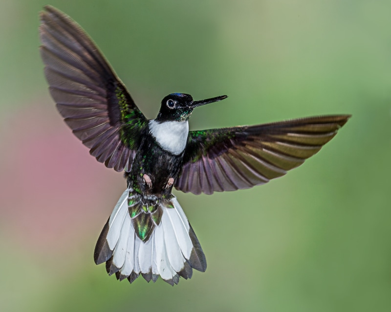 hovering, brown, inca, collared, Collared Inca, nature, NGC, bird, iridescent, green, 2K, spread Wings, aviary, bird Watching, feather, beak, flying, animal Wing